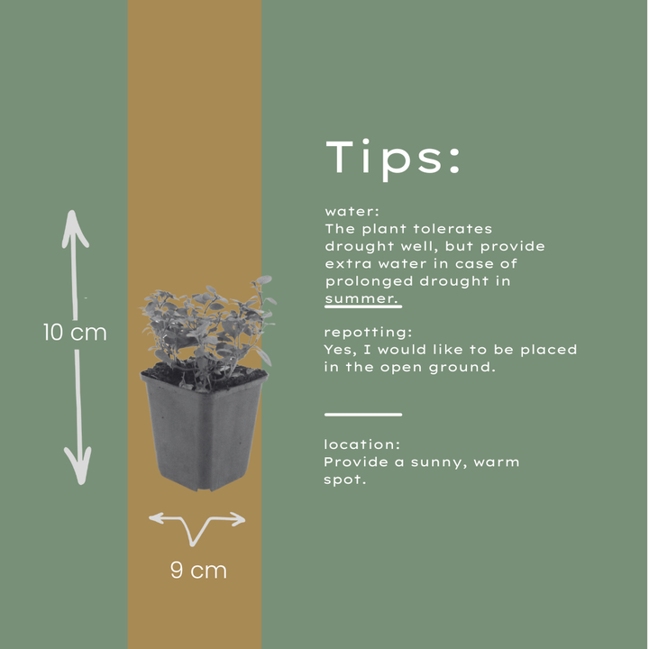 6x Origanum laevigatum 'Herrenhausen' - ↕10-25cm - Ø9cm