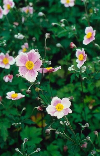 Japanese anemone 'Robustissima' with pink and white petals, yellow centres, buds and green foliage