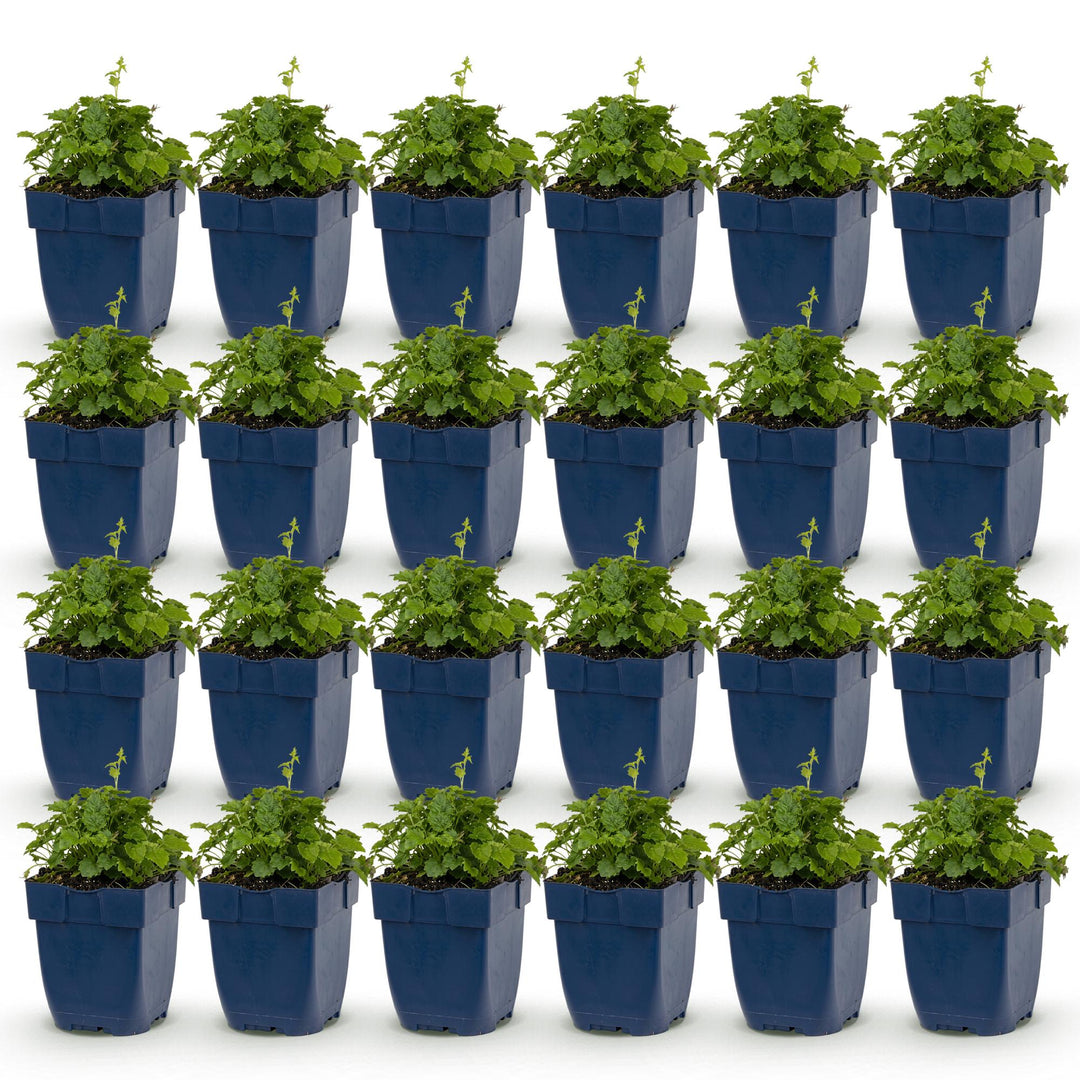 24 Campanula poscharskyana 'Lisduggan Variety' plants in 11cm pots