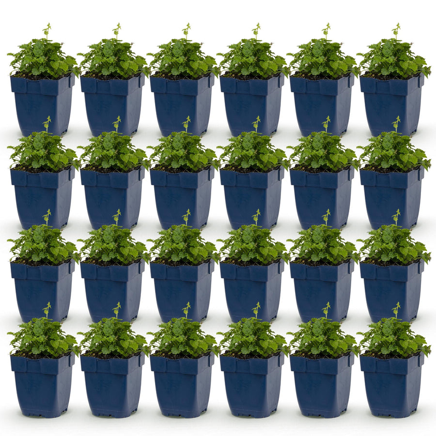 24 Campanula poscharskyana 'Lisduggan Variety' plants in 11cm pots