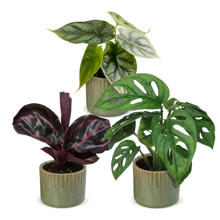 Baby Jungle Mix tropical houseplants, pack of 3, image 2