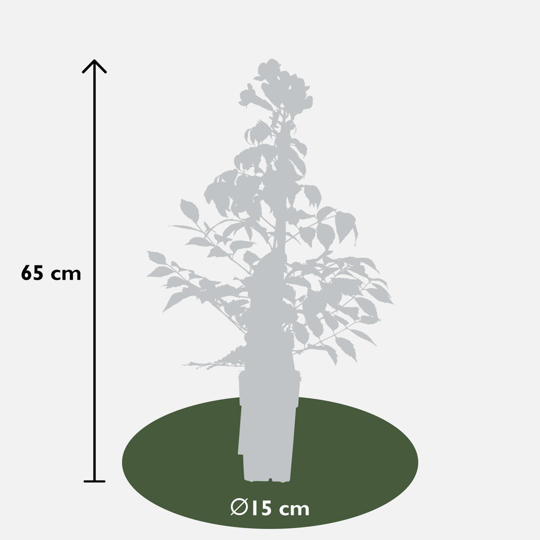 2x Campsis Summer Jazz Fire Trumpet - Trumpet Vine - Ø15cm - ↕65cm
