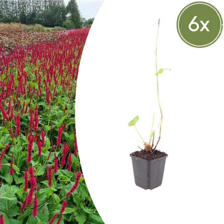 6x Persicaria a. 'Blackfield' - ↕10-25cm - Ø9cm