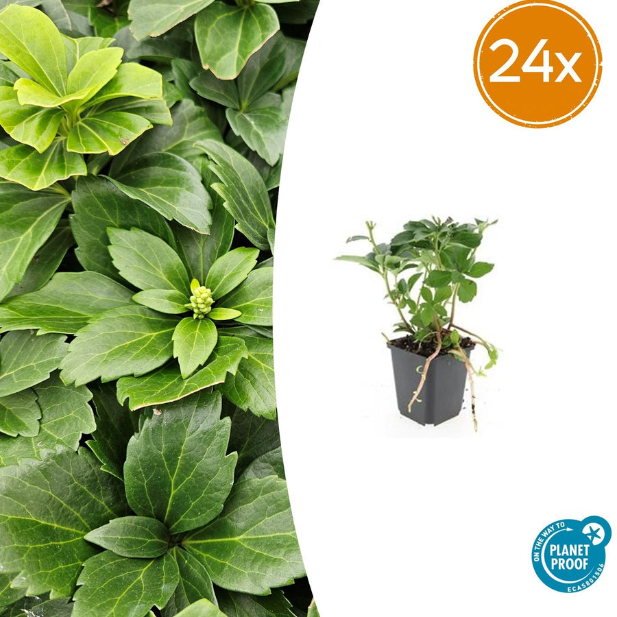 Pack of 24 Pachysandra terminalis, 10-25cm, 9cm pot