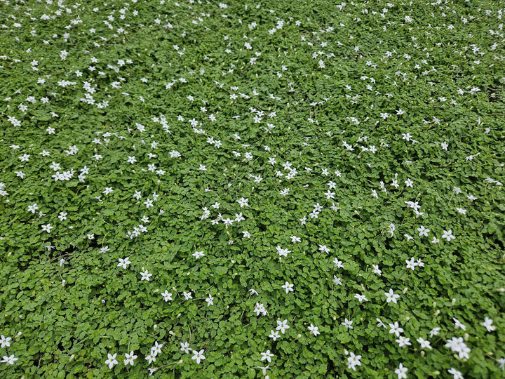 60x White Star Creeper Ground Cover - Isotoma fluviatilis 'Alba' - 9cm