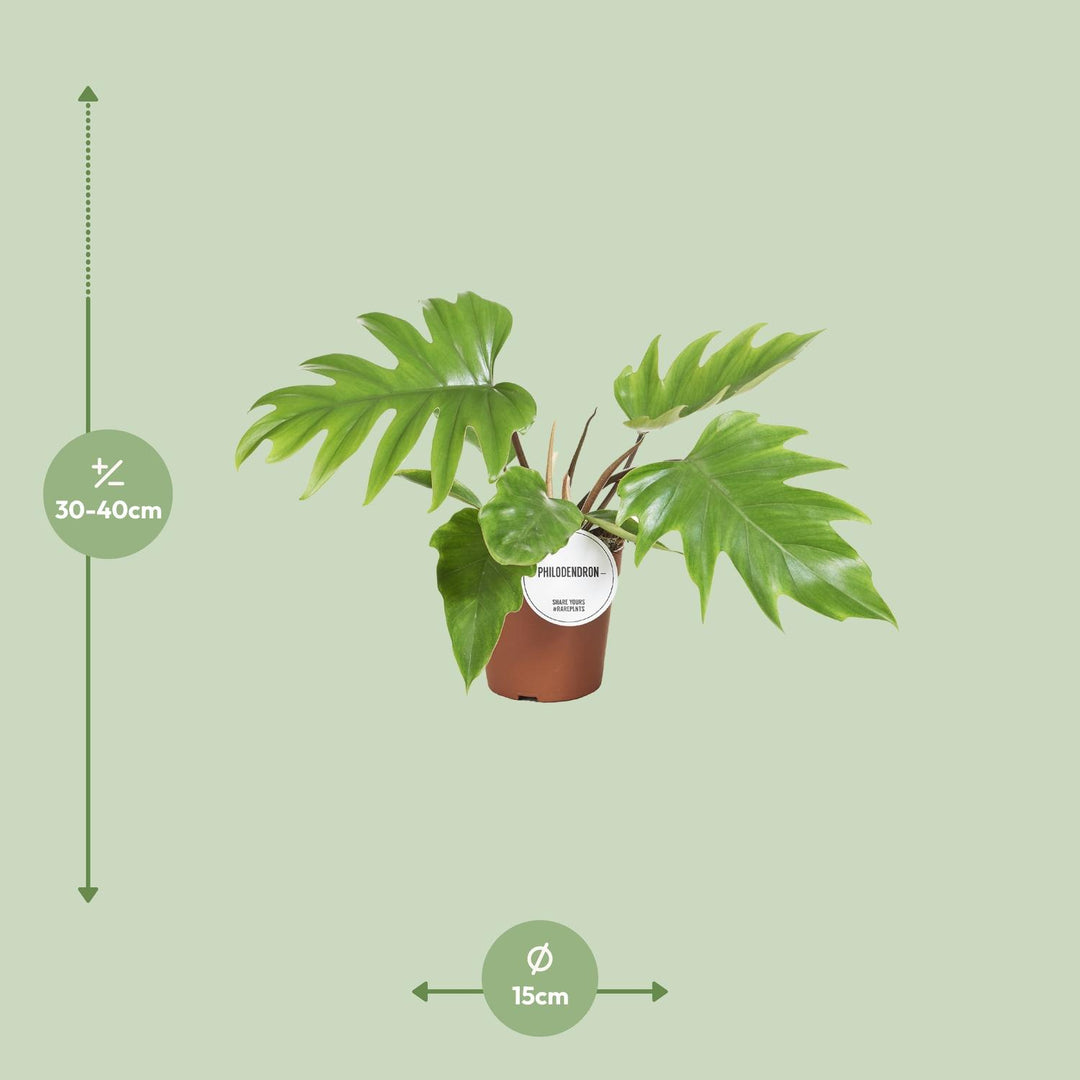 Philodendron Mayoi Plant 35cm - Heart-Shaped Leaves Indoor Houseplant