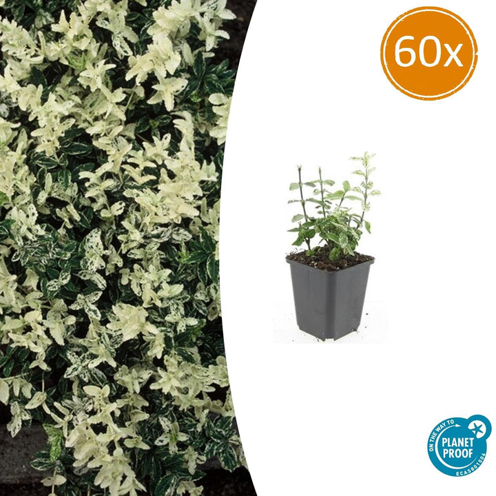 Variegated green and cream Euonymus Fortunei Harlequin evergreen shrub by Everspring, 10-25cm tall
