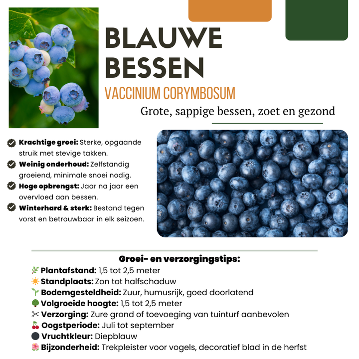 BIO fruit plants mix set with 5 varieties, including blueberries, by Everspring, featuring healthy, vibrant fruits.