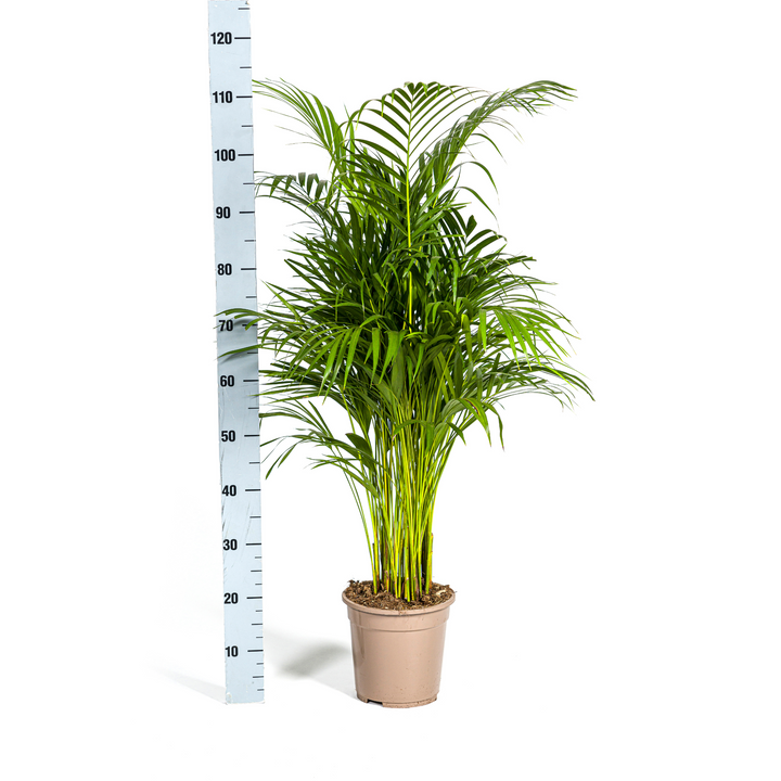 Areca Palm (Dypsis lutescens) - view 6
