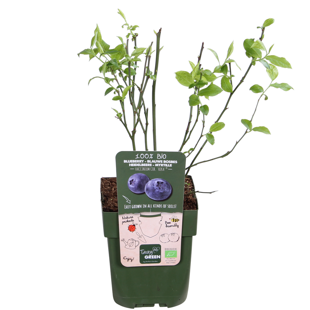 5x Vaccinium corymbosum Reka - Organic Blueberry - Ø13cm - ↕45cm
