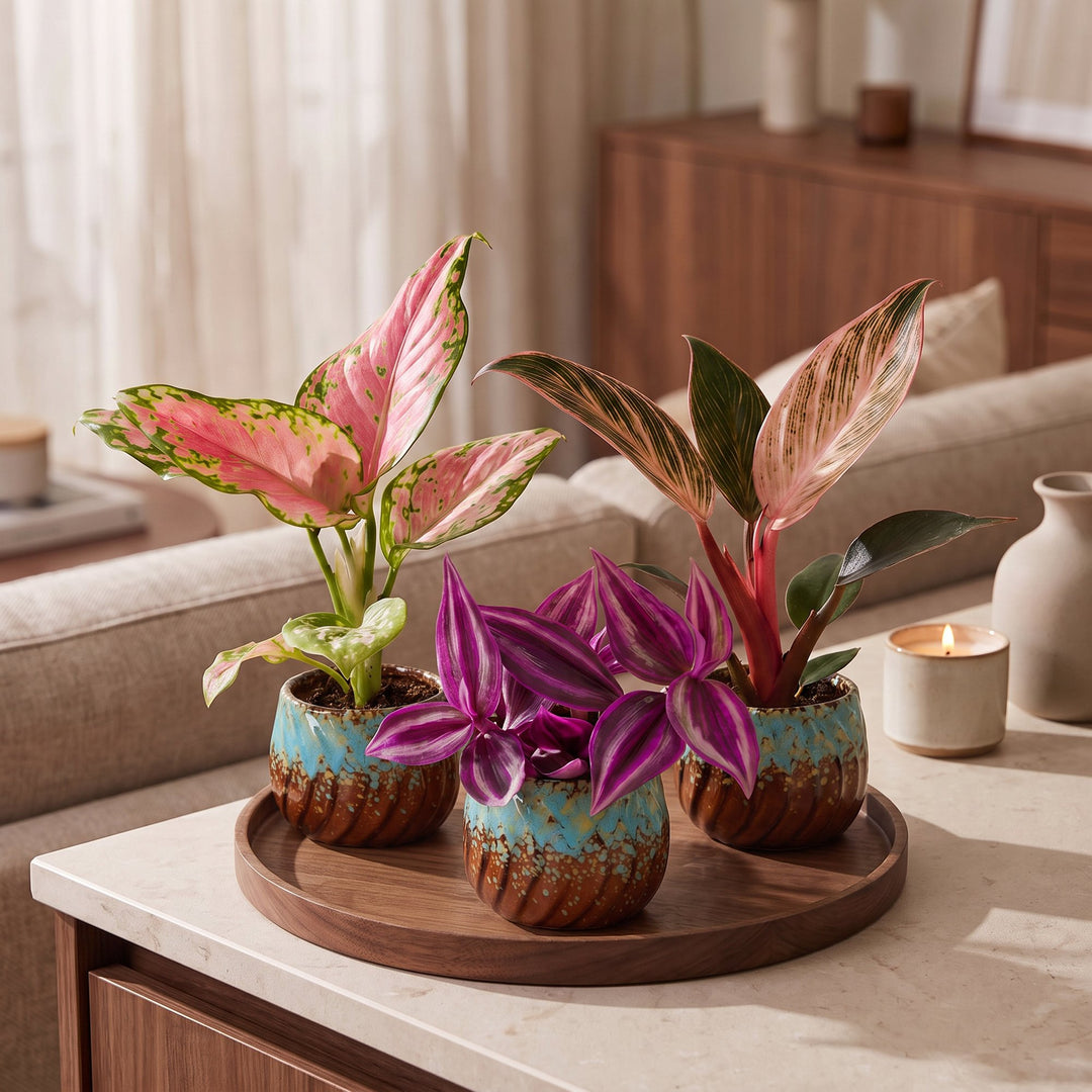 3x Baby Paradise Mix houseplants in 6cm pots, image 3