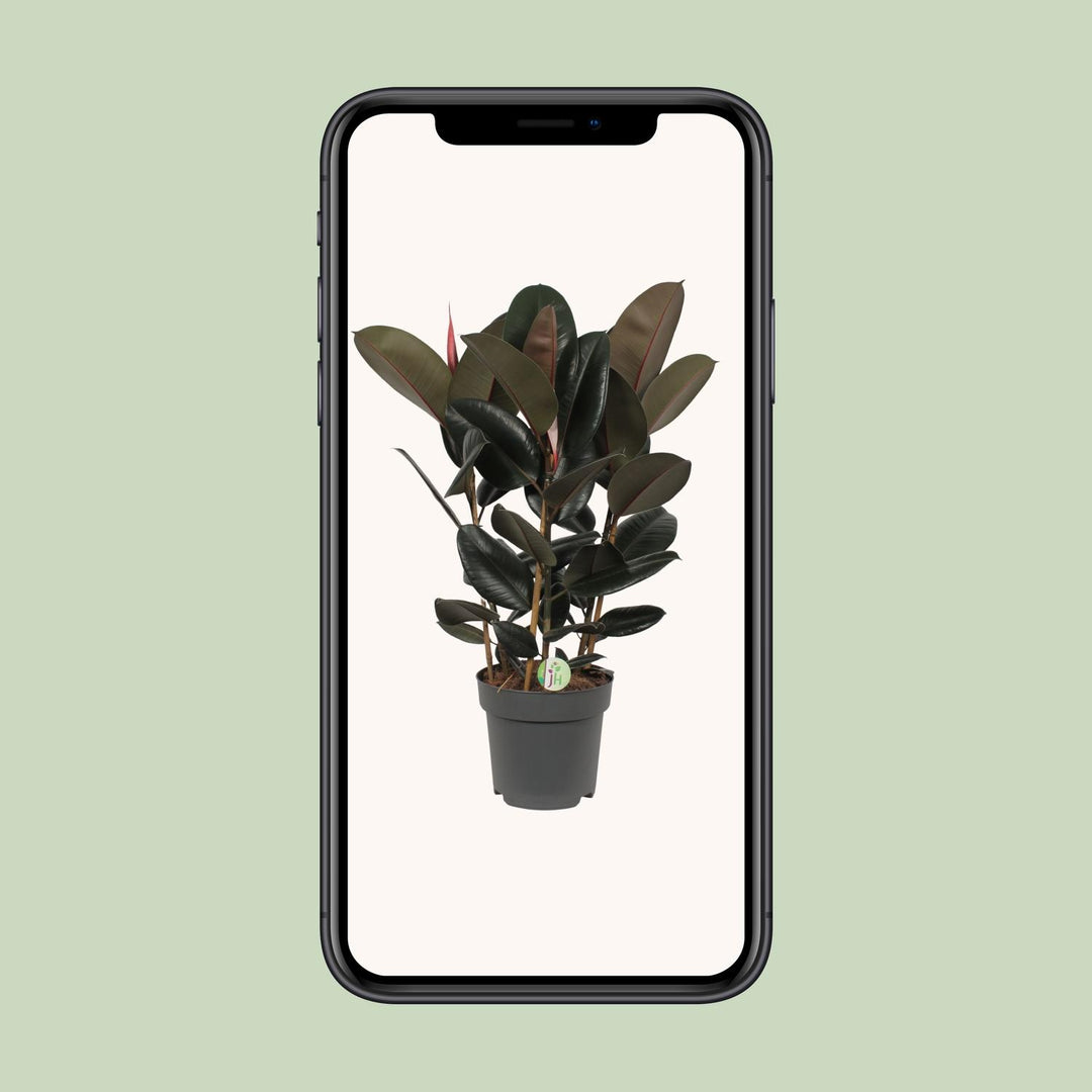 Ficus Abidjan indoor tree with glossy green leaves, 90cm tall, by Everspring, ideal for bright indirect light.
