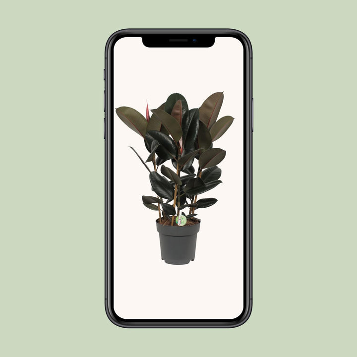 Ficus Abidjan indoor tree with glossy green leaves, 90cm tall, by Everspring, ideal for bright indirect light.