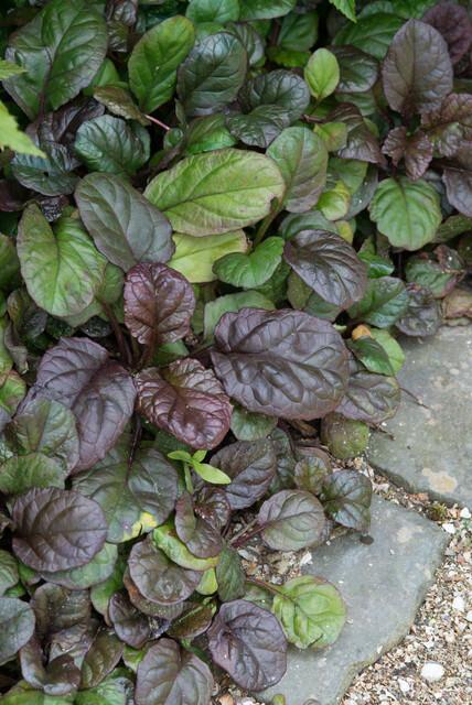 24x Ajuga Catlin's Giant - Robuste Bodendecker - 10-25cm