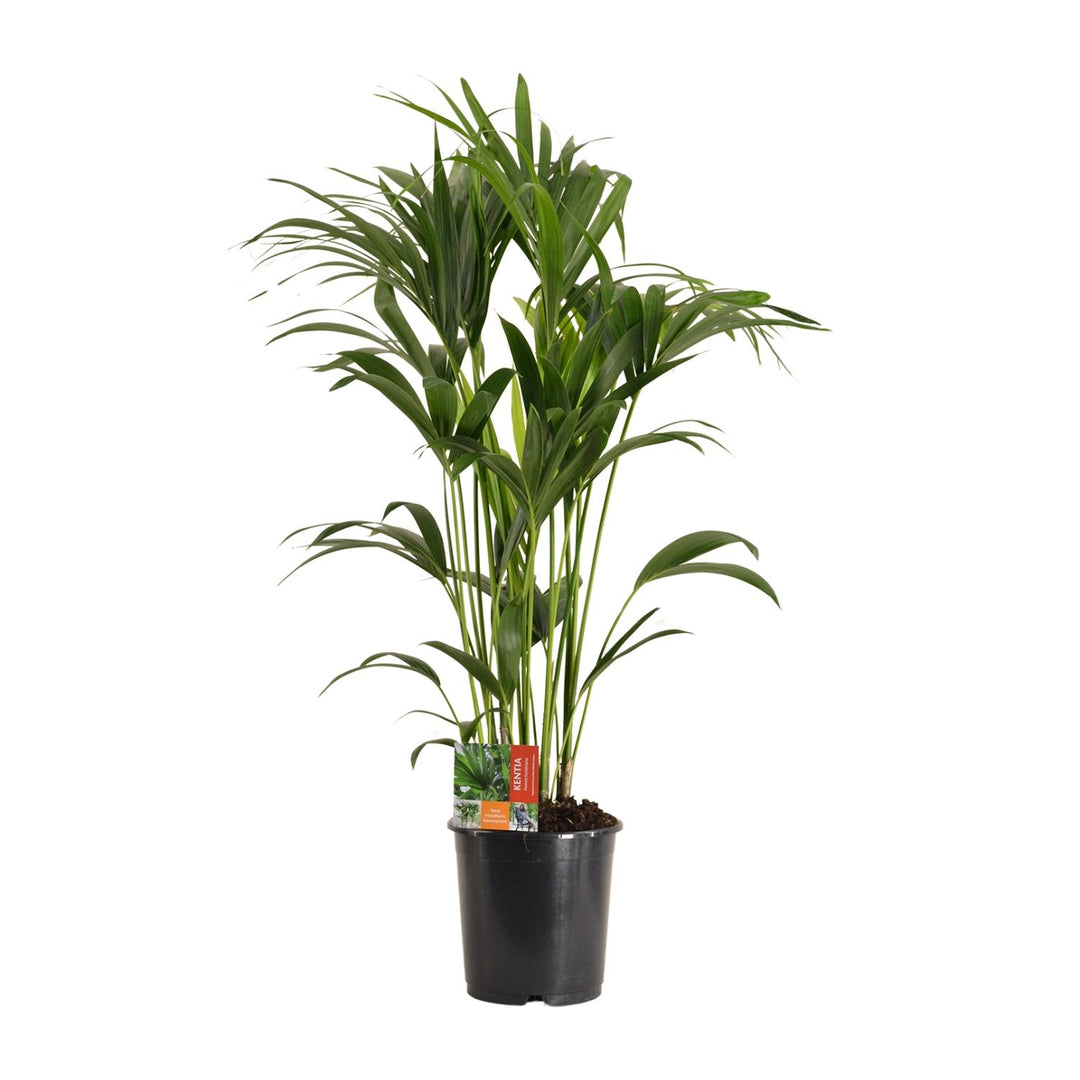 Kentia Palm Howea Forsteriana 120cm - Large Indoor Palm Plant