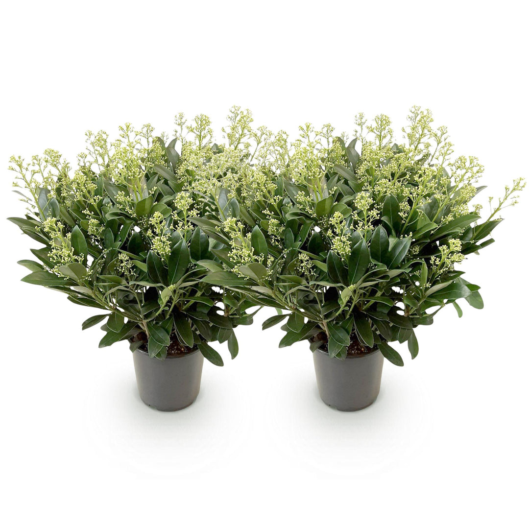 Pack of 2 Skimmia japonica 'Finchy' plants in 19cm pots, 60cm tall - view 2