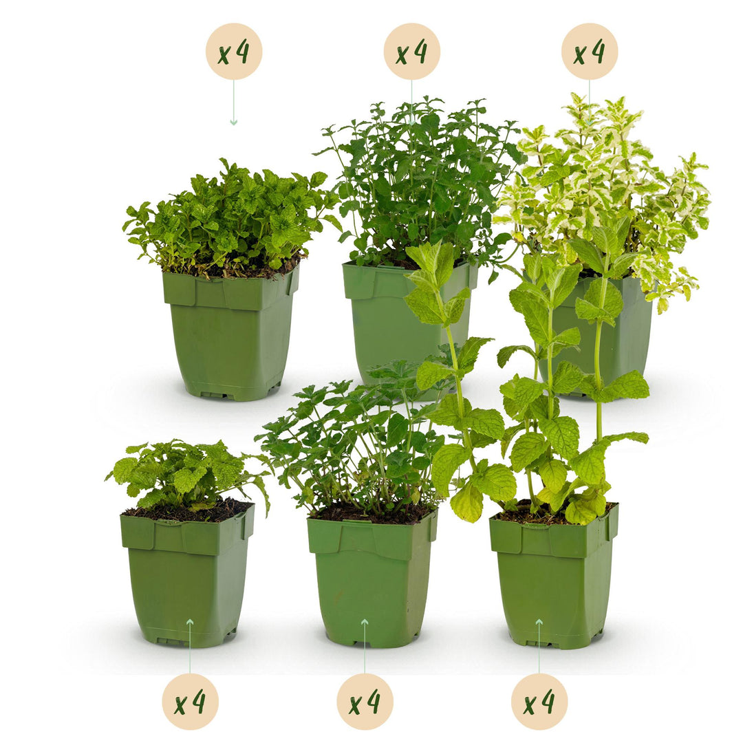 Border pack of 24 mixed tea herb perennials in 11cm pots - view 2