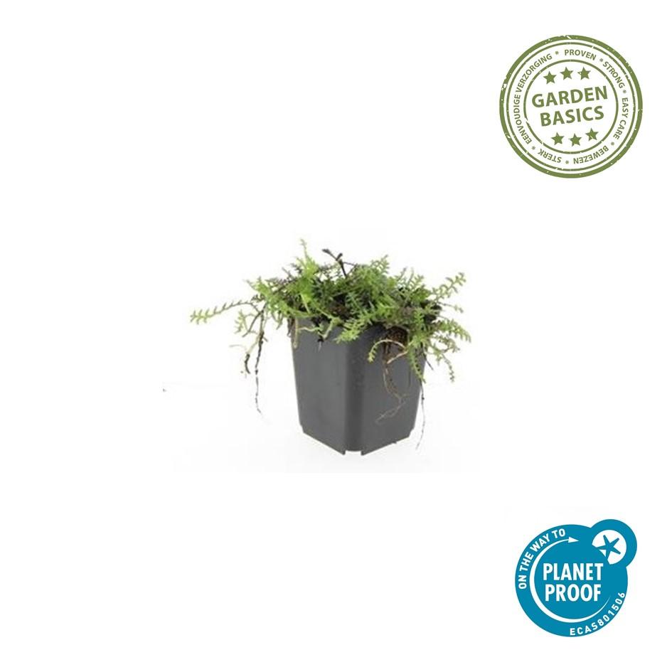 Leptinella Squalida Brass Buttons - Shade Groundcover Plants