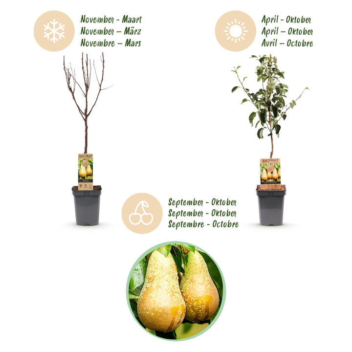 Pyrus communis 'Conference' pear tree, 1 tree about 90cm tall in a 21cm pot - view 4