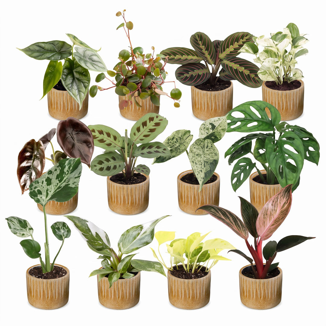 Baby Plants Surprise Box, 12 tropical mini plants in 6 cm pots, image 2