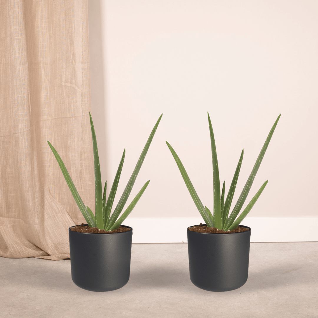 2x Aloe Vera Succulent Plants 40cm - Indoor Houseplants ø12cm