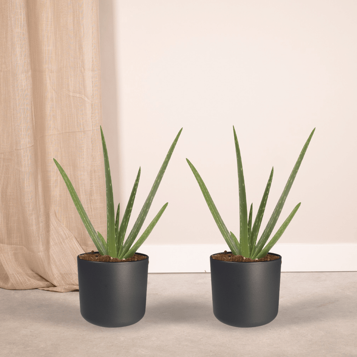 2x Aloe Vera Succulent Plants 40cm - Indoor Houseplants ø12cm