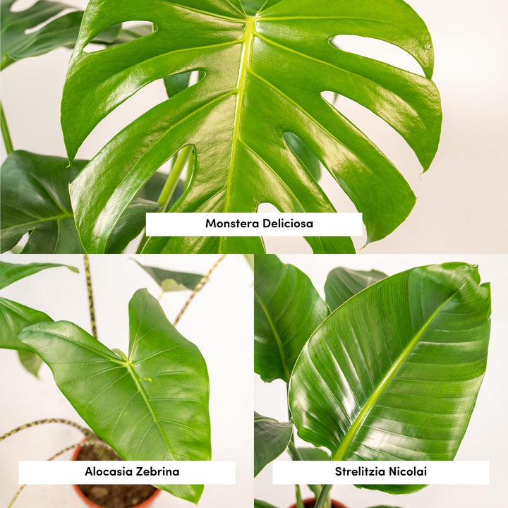 Tropical Trio: Monstera, Alocasia & Strelitzia – Fresh, Air-Purifying & Easy Care!