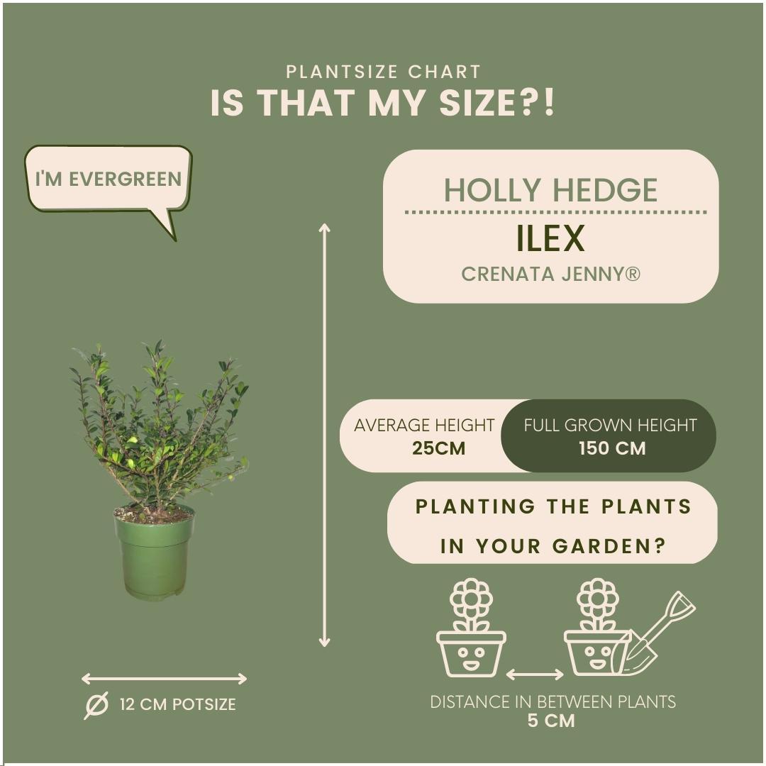 Ilex crenata 'Jenny' mountain holly plants, pack of 24, image 4