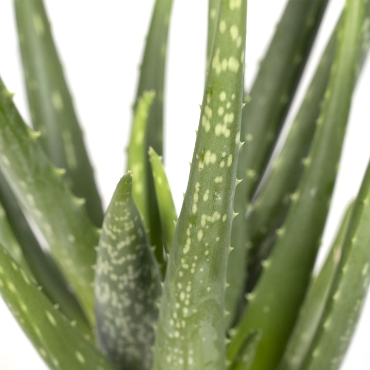 Aloe Vera Plant 12cm - Easy Care Indoor Succulent for Home