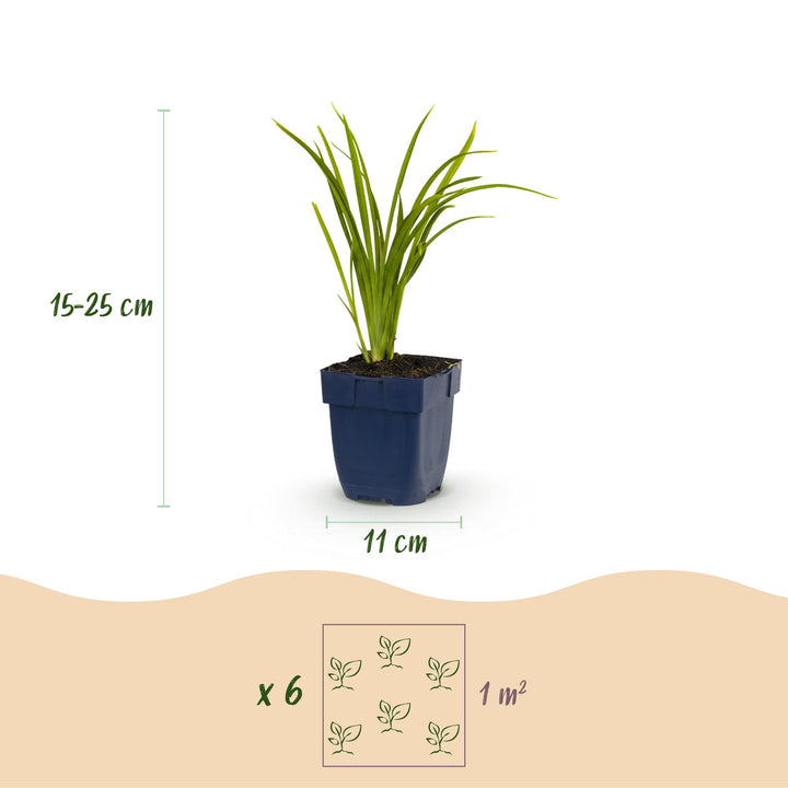 24 Hemerocallis 'Autumn Red' daylily plants in 11cm pots, 15-25cm tall - view 3