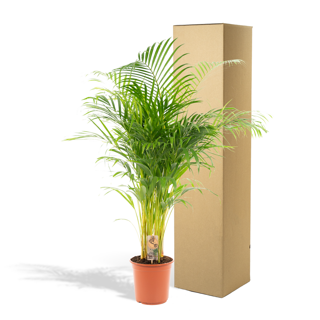 Areca Palm Plant 130cm - Air Purifying Indoor Houseplant