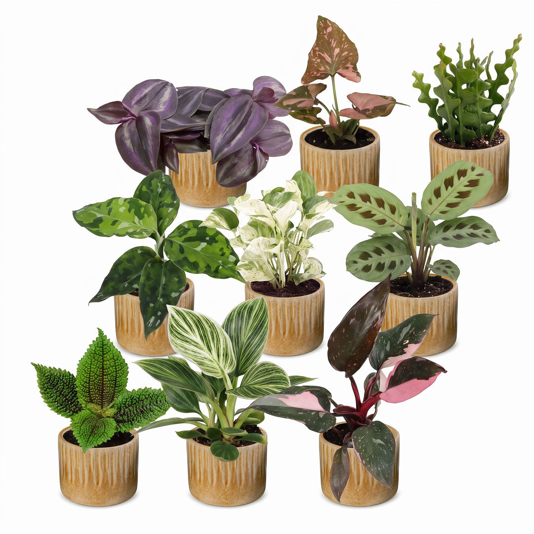 Baby Plants Surprise Box, pack of 9 tropical mini plants, image 2