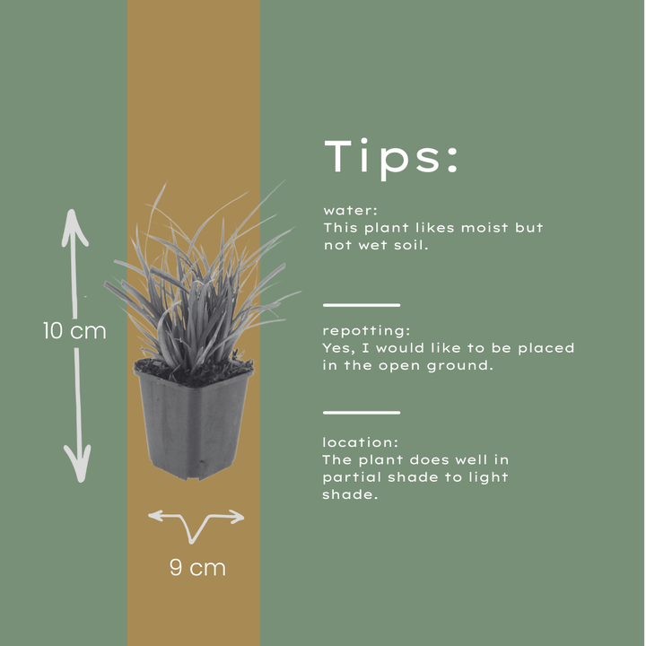 24x Carex morrowii - ↕10-25cm - Ø9cm