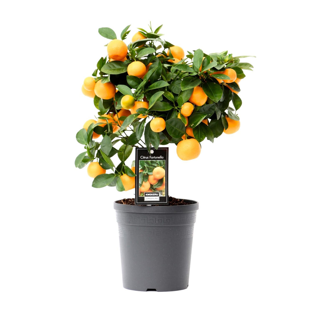 Citrus Calamondin - Mini Orange Tree - Ø15cm - ↕40cm
