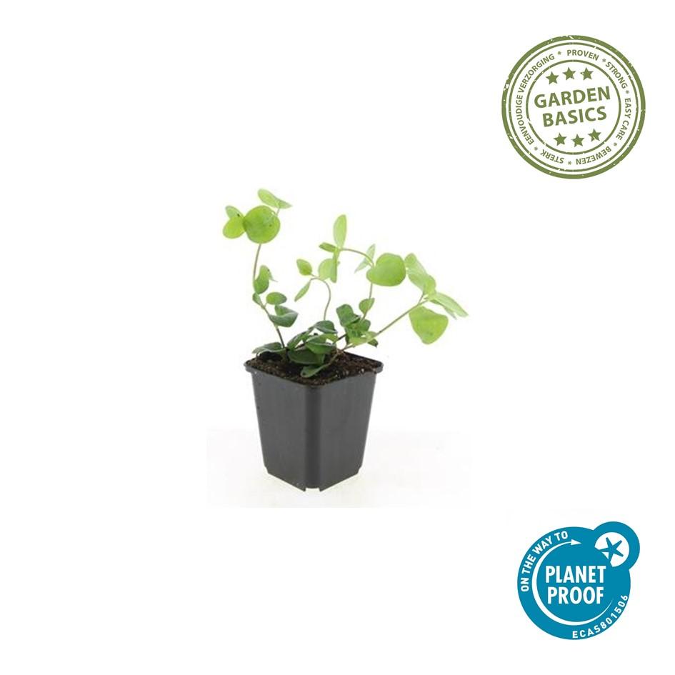 60x Vinca Major Evergreen Ground Cover Plants - 10-25cm - 9cm Pot