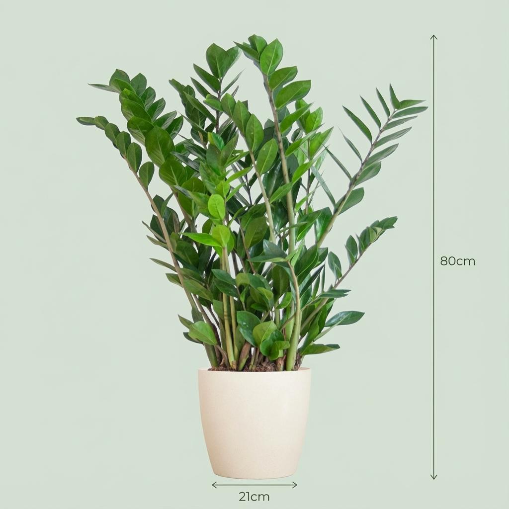 ZZ Plant (Zamioculcas zamiifolia), detail view 3