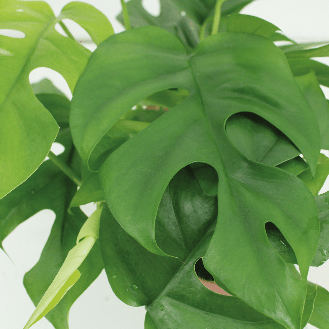Rhaphidophora Tetrasperma - Mini Monstera Plant - 15cm Pot