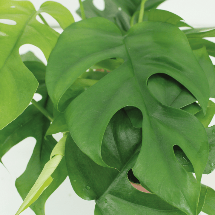 Rhaphidophora Tetrasperma - Mini Monstera Plant - 15cm Pot