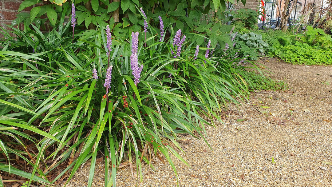 Liriope Muscari Ingwersen - Purple Flowering Groundcover Plants