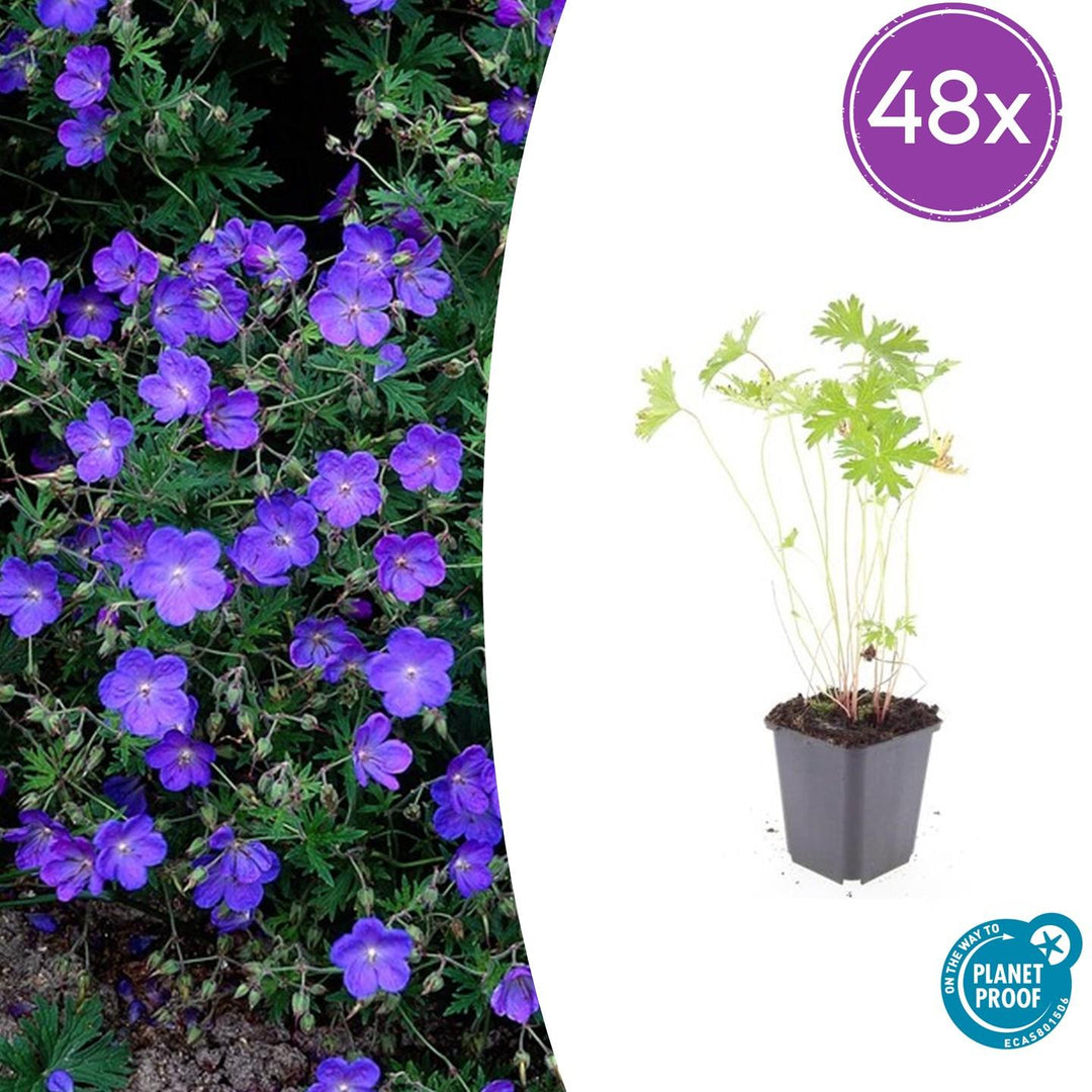48x Geranium 'Johnson's Blue' - ↕10-25cm - Ø9cm
