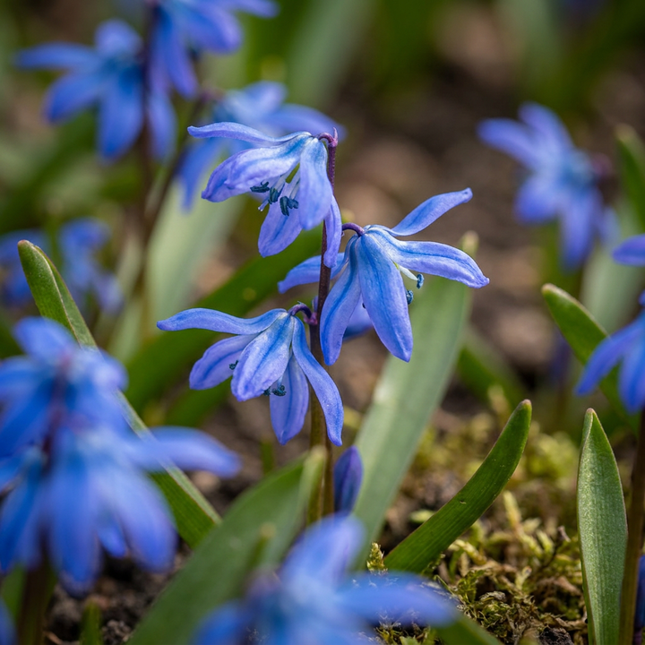 400x Scilla Siberica - Scille de Sibérie - Bleu - Bulbe naturalisant - Calibre 7/8