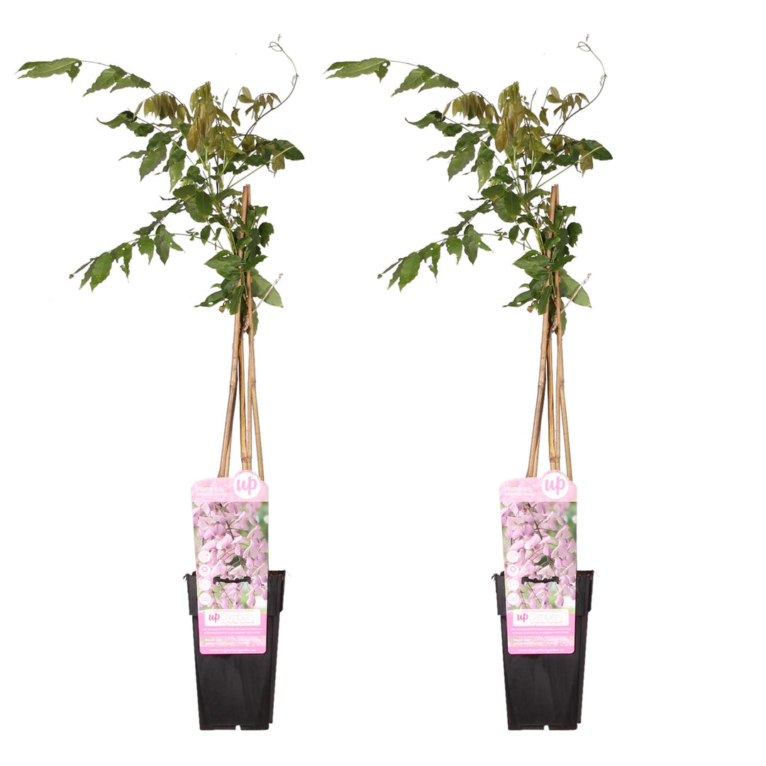 Wisteria Floribunda Rosea Pink Japanese Wisteria Plant 65cm 2 Pack
