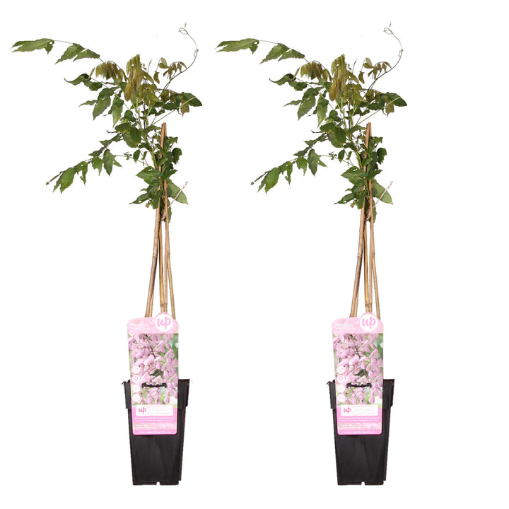 Wisteria Floribunda Rosea Pink Japanese Wisteria Plant 65cm 2 Pack