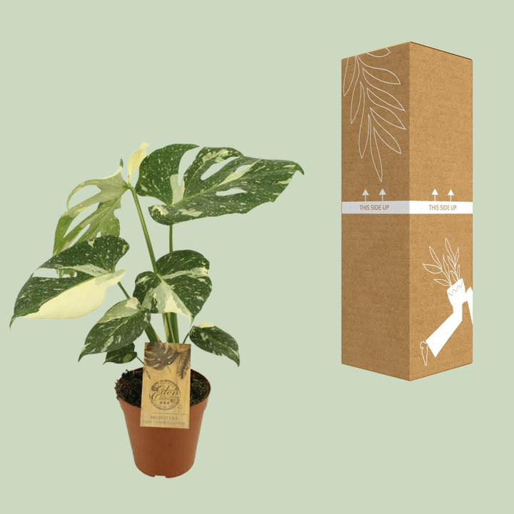 Monstera Thai Constellation 15cm Pot - Variegated Houseplant 50cm