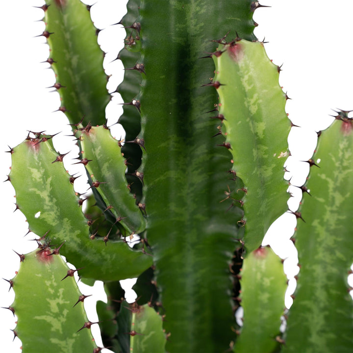 Euphorbia Acrurensis Cactus Plant - 24cm Pot - 60cm Height