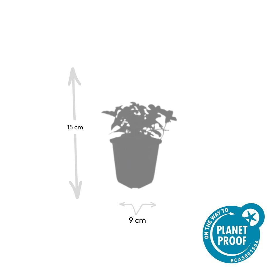 Cornus Canadensis Bunchberry Plants - White Flowering Groundcover