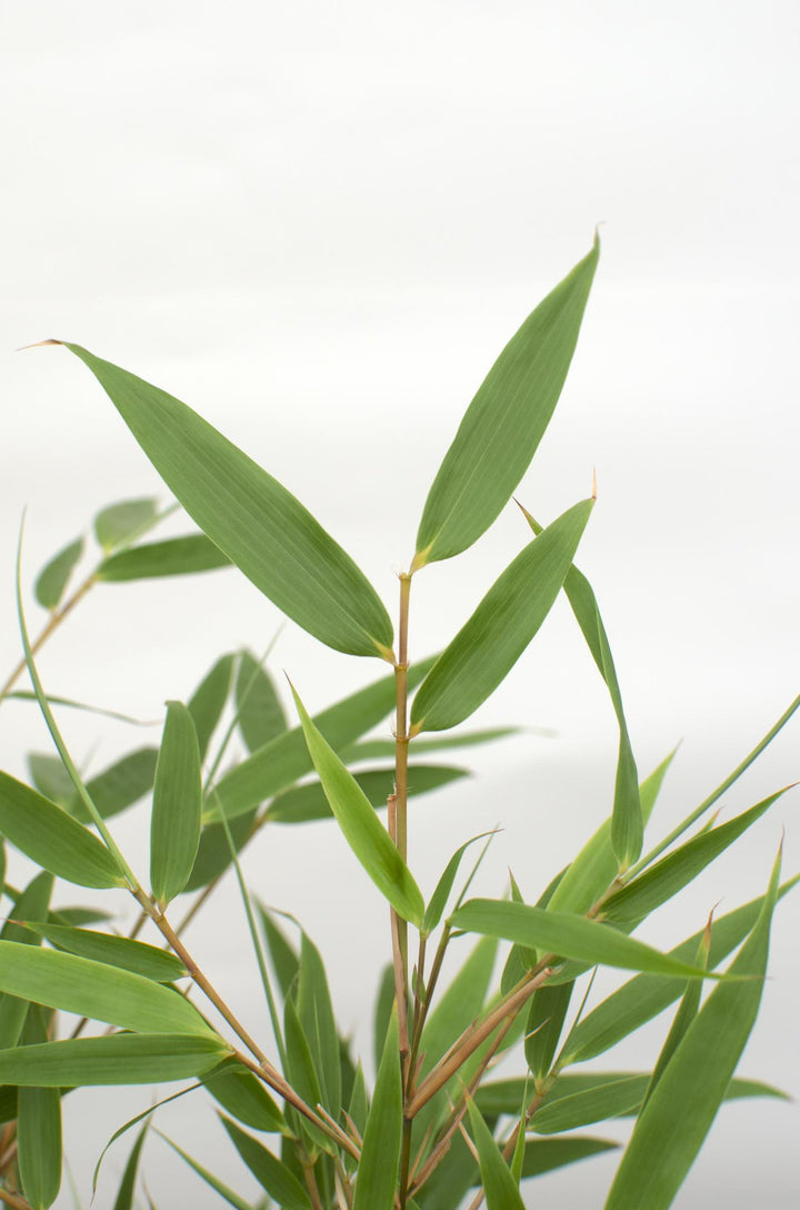 Fargesia rufa 80cm — Clumping Bamboo in 29cm pot