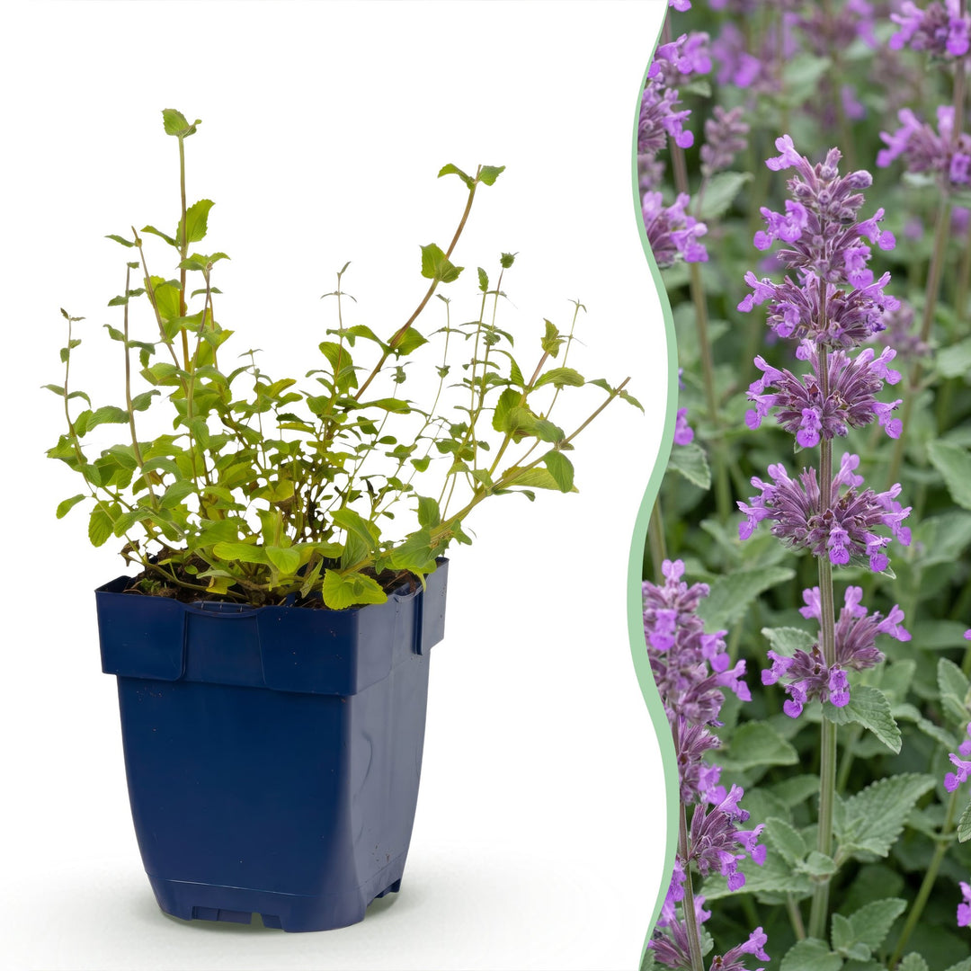 Pack of 24 Nepeta racemosa 'Grog' catmint plants in 11cm pots