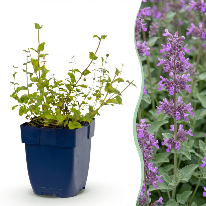 Pack of 24 Nepeta racemosa 'Grog' catmint plants in 11cm pots