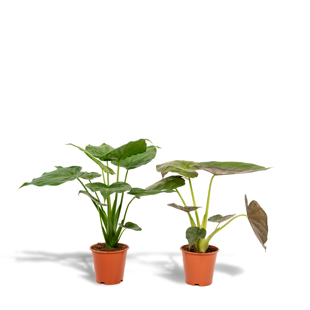 Alocasia Cucullata & Wentii Mix - Air Purifying Indoor Plants